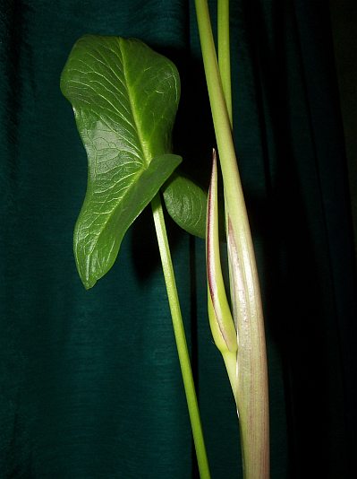 Arum hygrophilum © Marek Argent