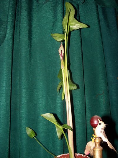 Arum hygrophilum © Marek Argent