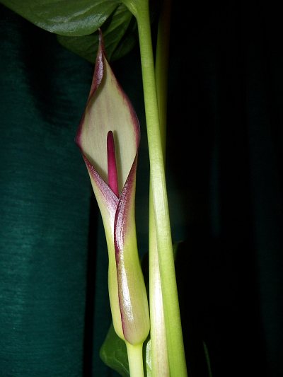 Arum hygrophilum © Marek Argent