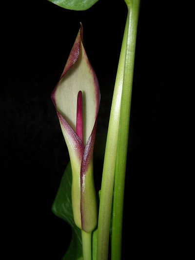 Arum hygrophilum © Marek Argent