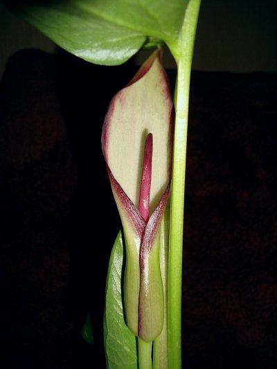 Arum hygrophilum © Marek Argent