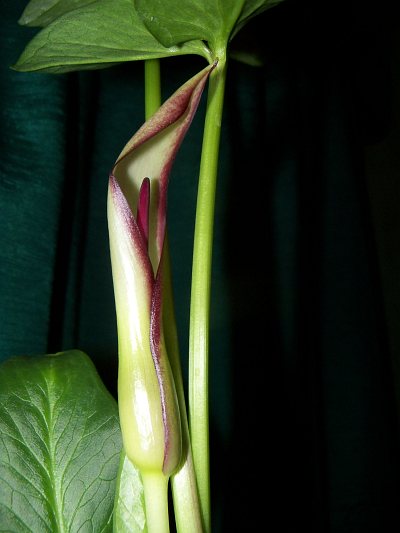 Arum hygrophilum © Marek Argent