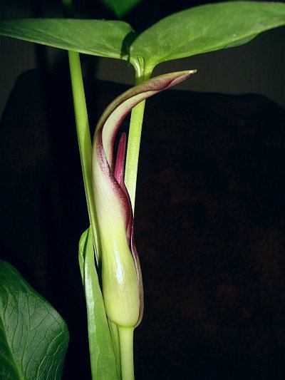 Arum hygrophilum © Marek Argent