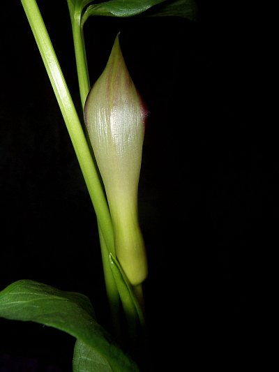 Arum hygrophilum © Marek Argent