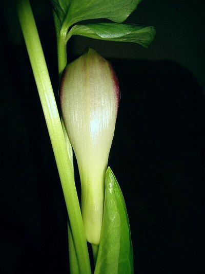 Arum hygrophilum © Marek Argent