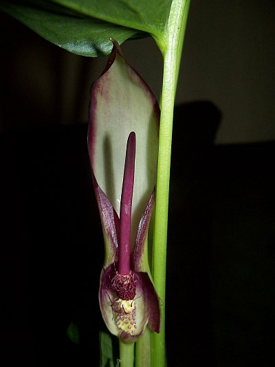 Arum hygrophilum © Marek Argent