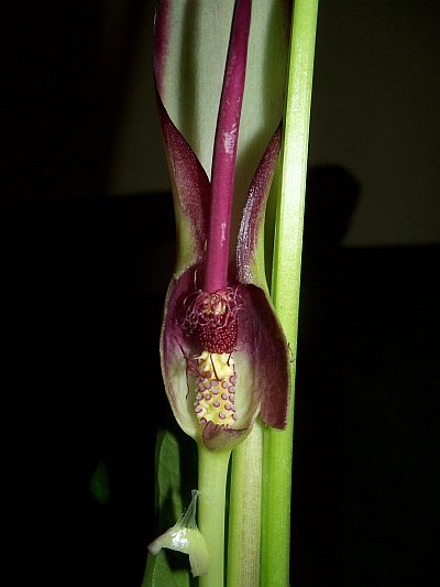 Arum hygrophilum © Marek Argent
