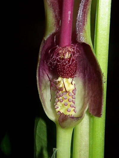 Arum hygrophilum © Marek Argent