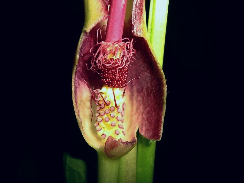 Arum hygrophilum © Marek Argent