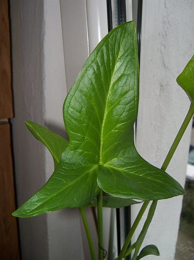 Arum hygrophilum © Marek Argent