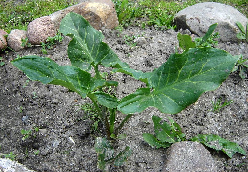 Arum italicum © Marek Argent 2005-05-10