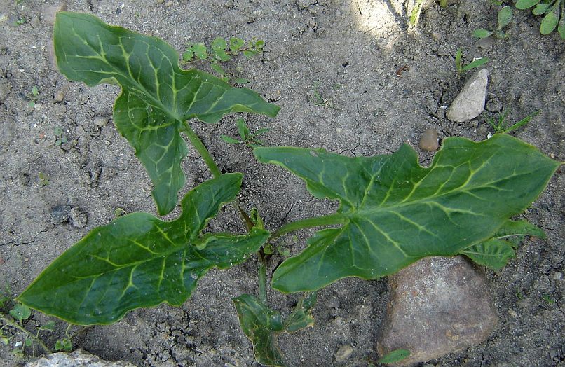 Arum italicum © Marek Argent 2005-05-10