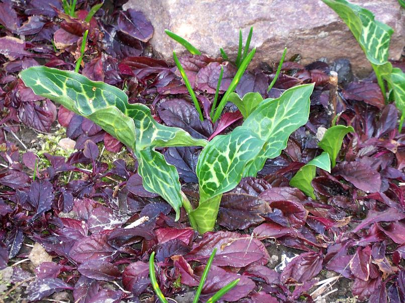 Arum italicum © Marek Argent