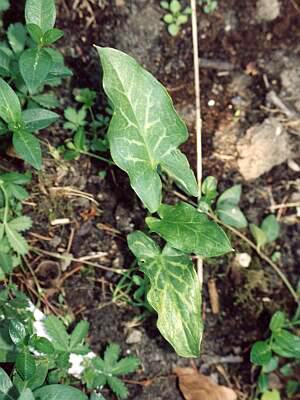 Arum italicum © Marek Argent 2003-05-16