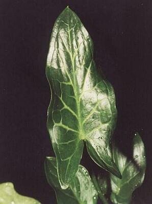 Arum italicum © Marek Argent