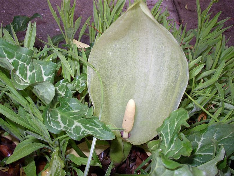 Arum italicum © Bridget Tracy