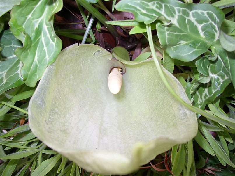 Arum italicum © Bridget Tracy