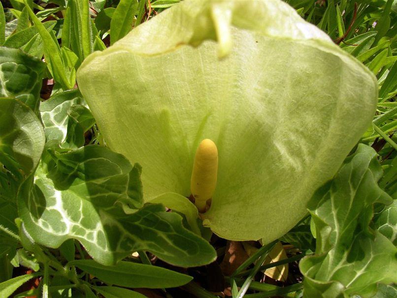 Arum italicum © Bridget Tracy