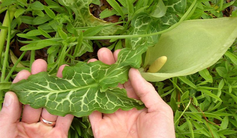 Arum italicum © Bridget Tracy