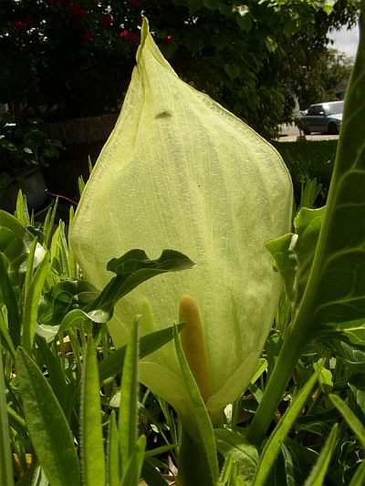 Arum italicum © Bridget Tracy