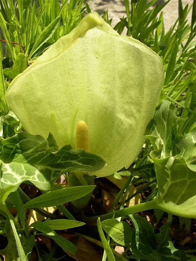 Arum italicum © Bridget Tracy