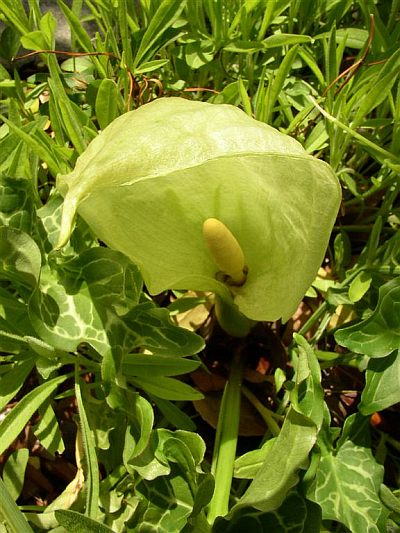 Arum italicum © Bridget Tracy