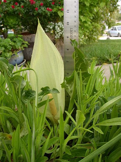 Arum italicum © Bridget Tracy