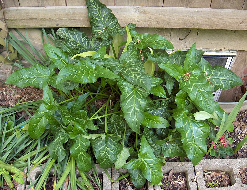 Arum italicum © Gary Houck