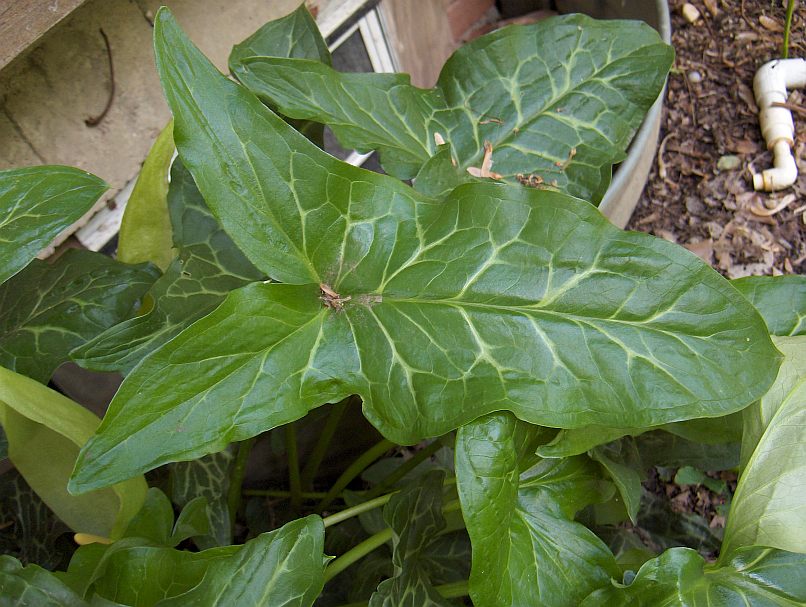 Arum italicum © Gary Houck