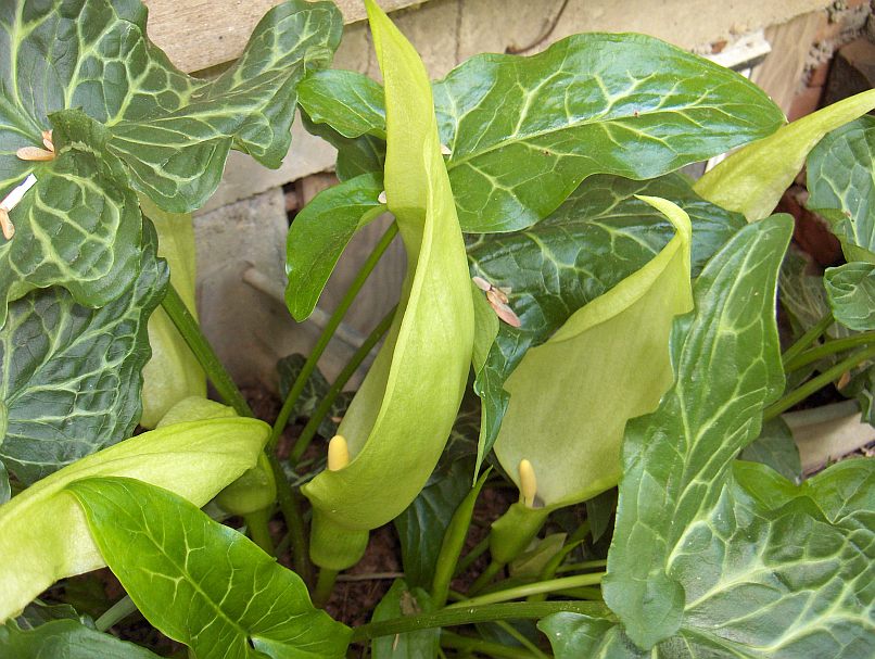 Arum italicum © Gary Houck