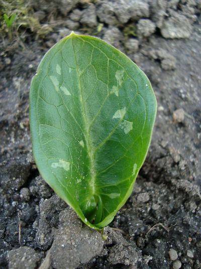 Arum italicum © Marek Argent