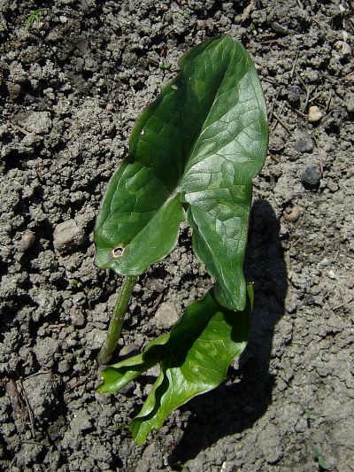 Arum italicum © Marek Argent