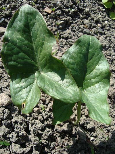 Arum italicum © Marek Argent