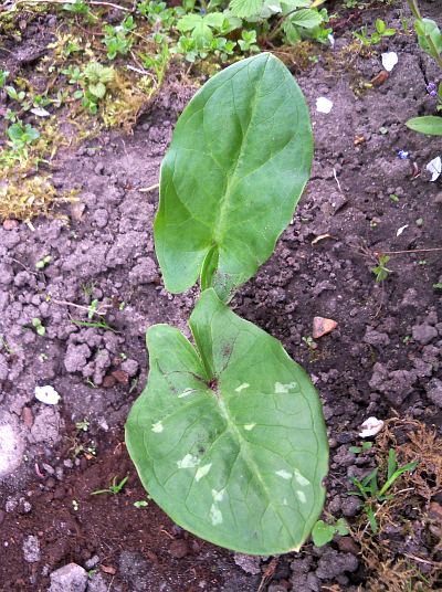 Arum italicum © Marek Argent