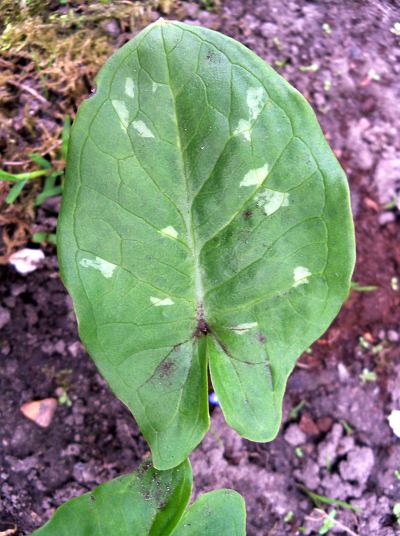 Arum italicum © Marek Argent