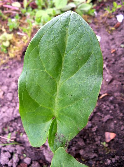 Arum italicum © Marek Argent