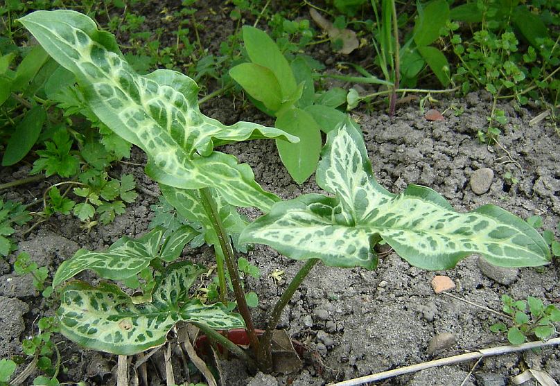 Arum italicum 'Marmoratum'