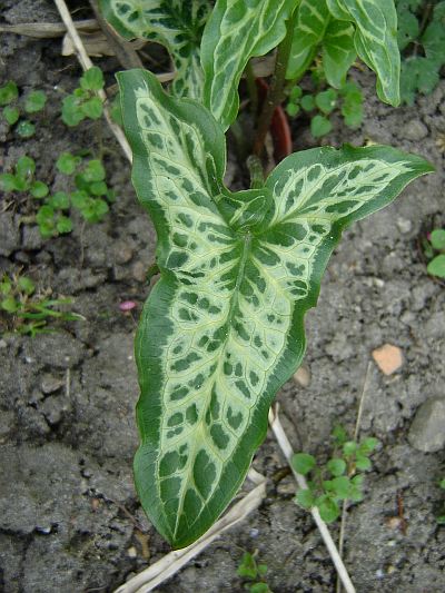 Arum italicum 'Marmoratum'