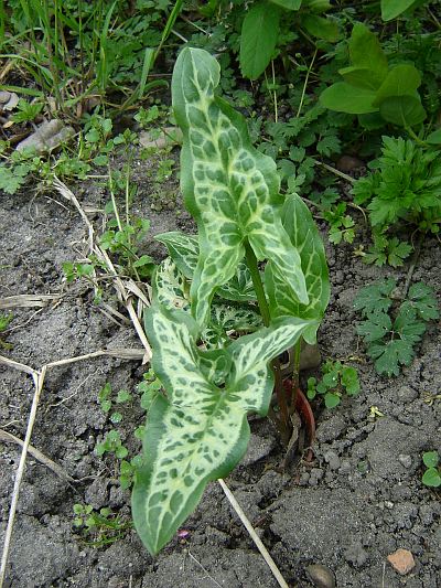 Arum italicum 'Marmoratum'