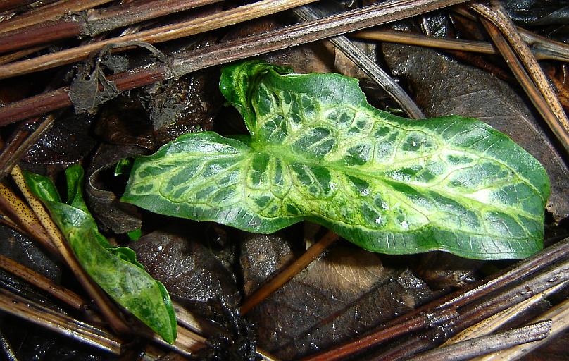 Arum italicum 'Marmoratum'