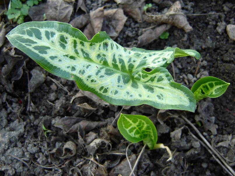 Arum italicum 'Marmoratum' © Marek Argent