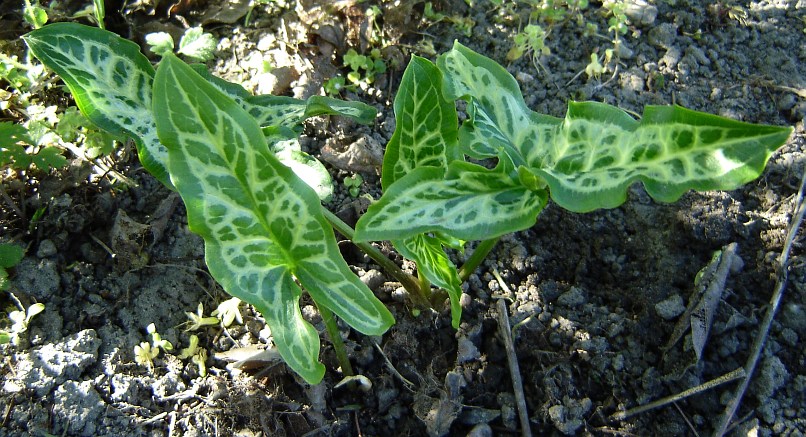 Arum italicum 'Marmoratum' © Marek Argent