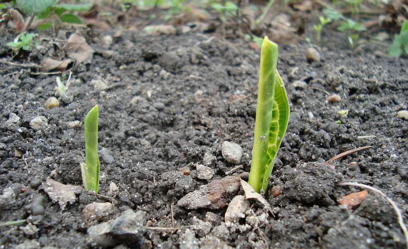 Arum italicum 'Marmoratum' © Marek Argent