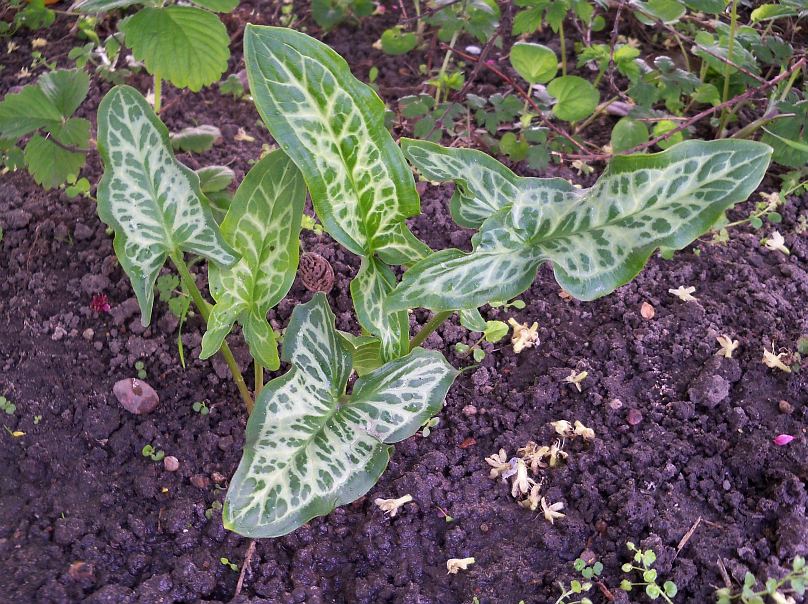 Arum italicum 'Marmoratum' © Marek Argent