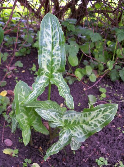 Arum italicum 'Marmoratum' © Marek Argent