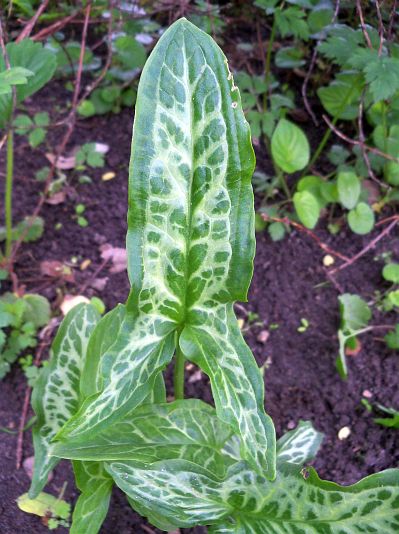 Arum italicum 'Marmoratum' © Marek Argent