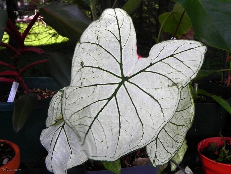 Caladium 'Candidum Jr.' © Taylor Holzer