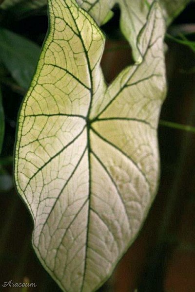 Caladium 'Candidum Jr.' © Taylor Holzer