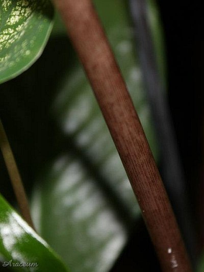 Caladium 'Candidum Jr.' © Taylor Holzer