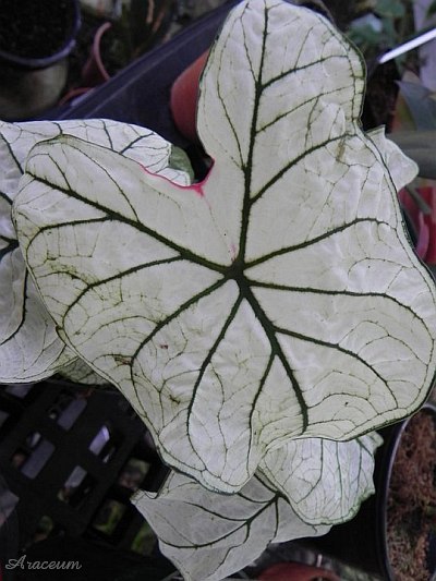 Caladium 'Candidum Jr.' © Taylor Holzer